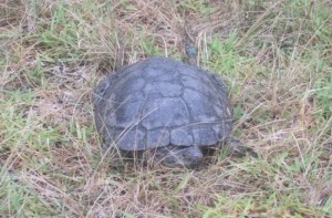 terrapin